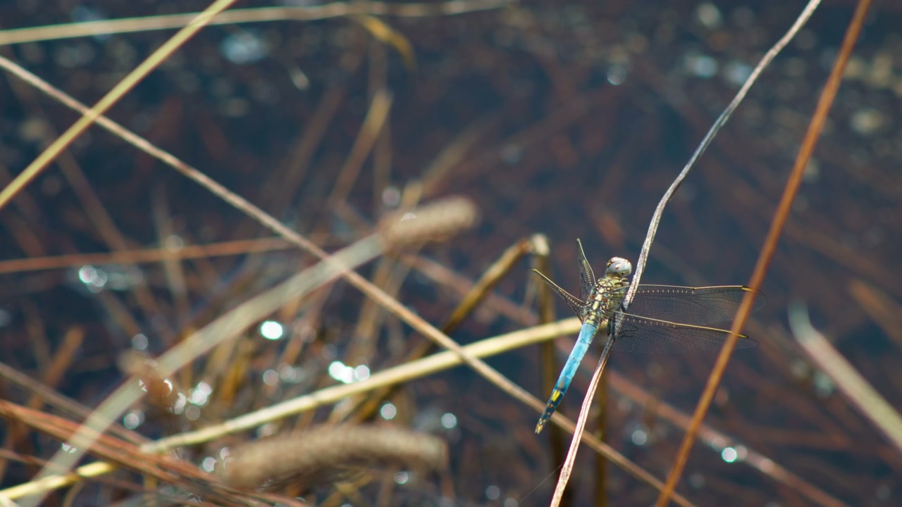 Blue Dragonfly Perched on a Reed