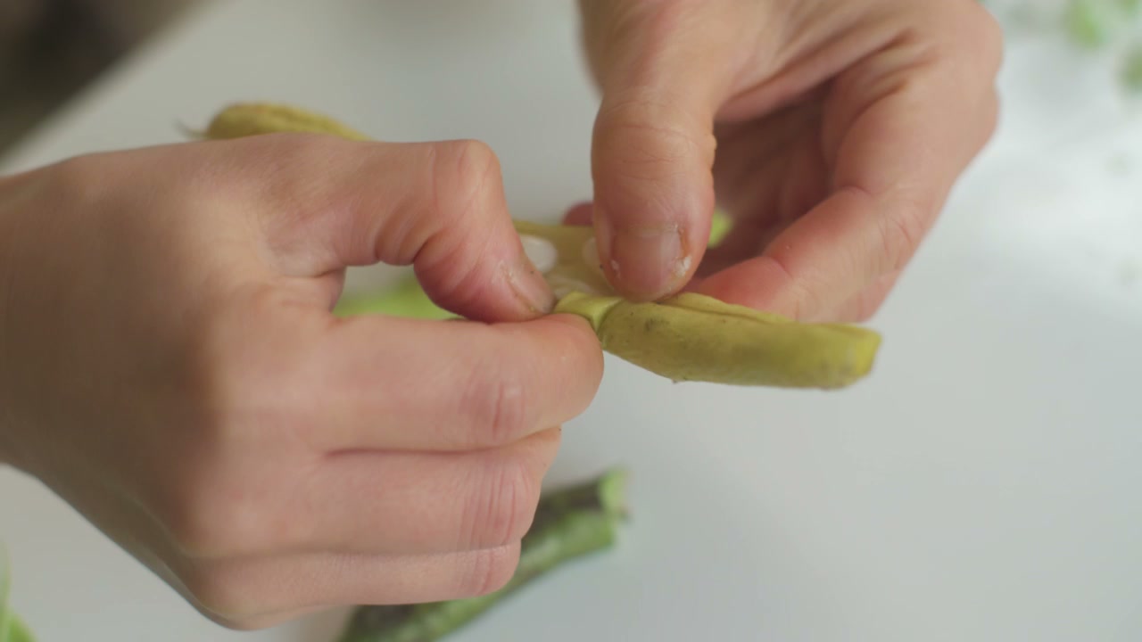 Hands Shelling Fresh Beans