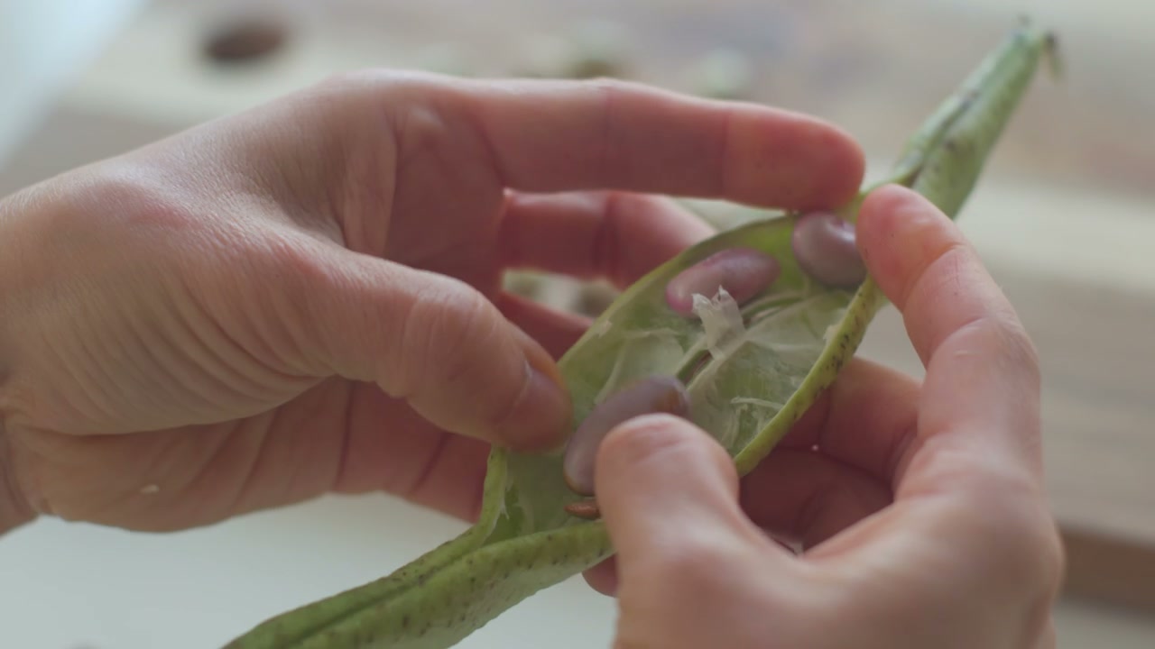 Shelling Fresh Homegrown Beans
