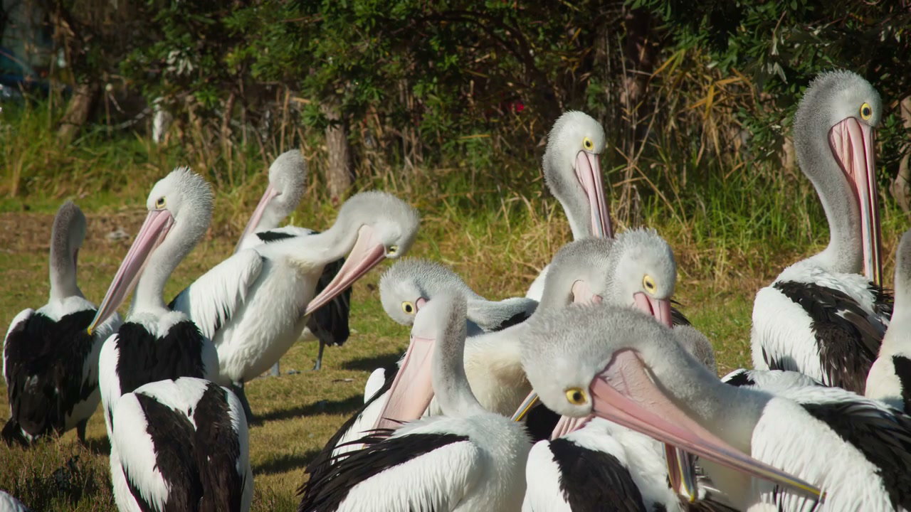 Group of Pelicans Preening by the Seashore