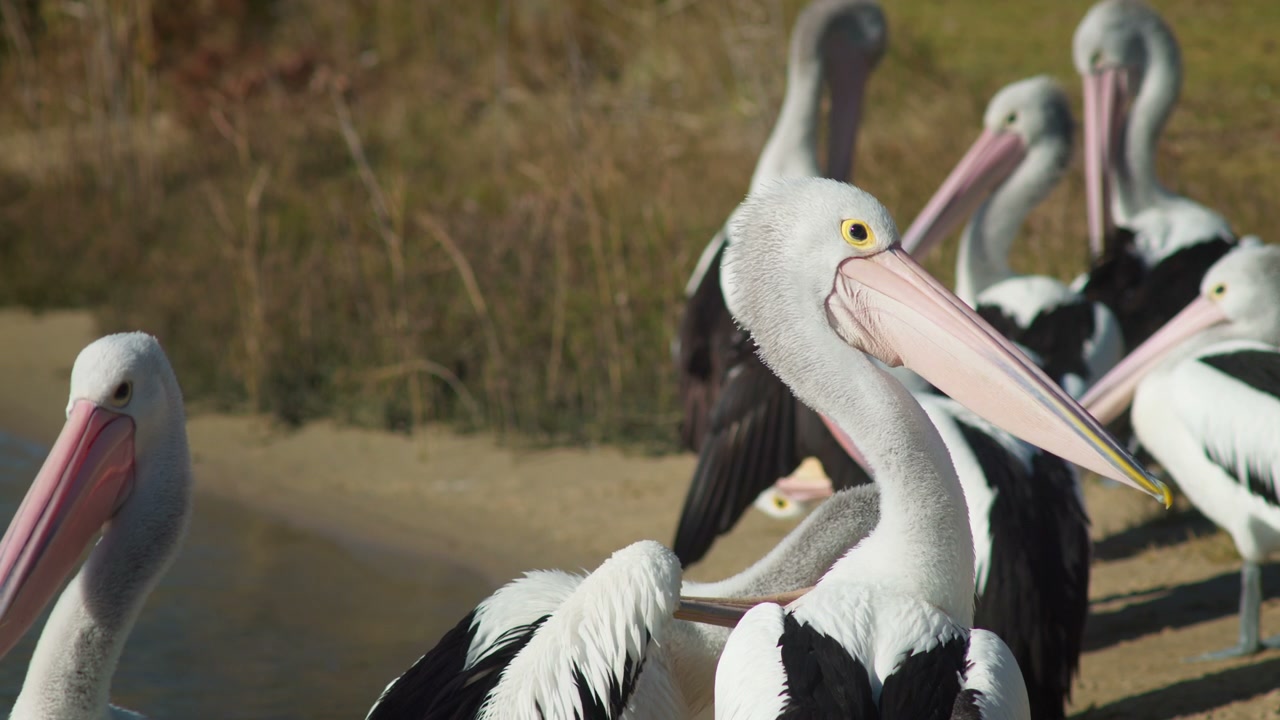 Pelicans by the Water's Edge