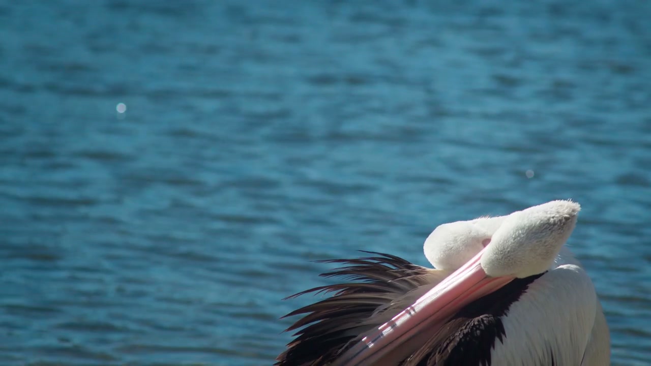 Pelican Preening Feathers by the Sea