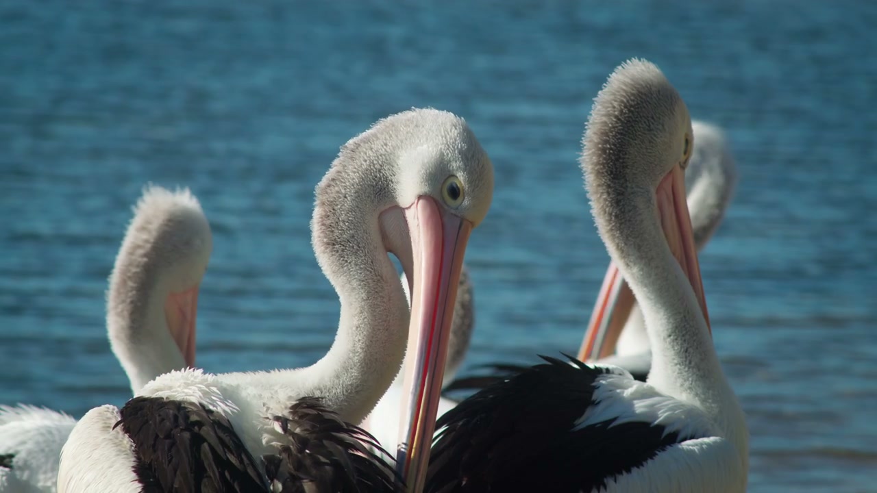 Pelicans Standing by the Seashore