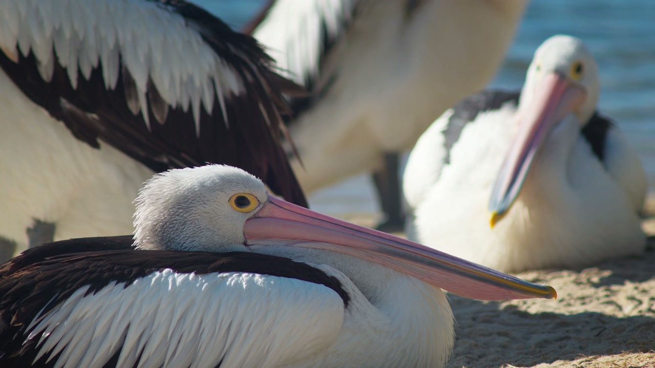 Pelican Resting on a Sandy Beach