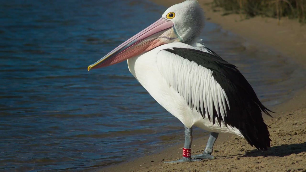 Pelican Standing on Sandy Beach