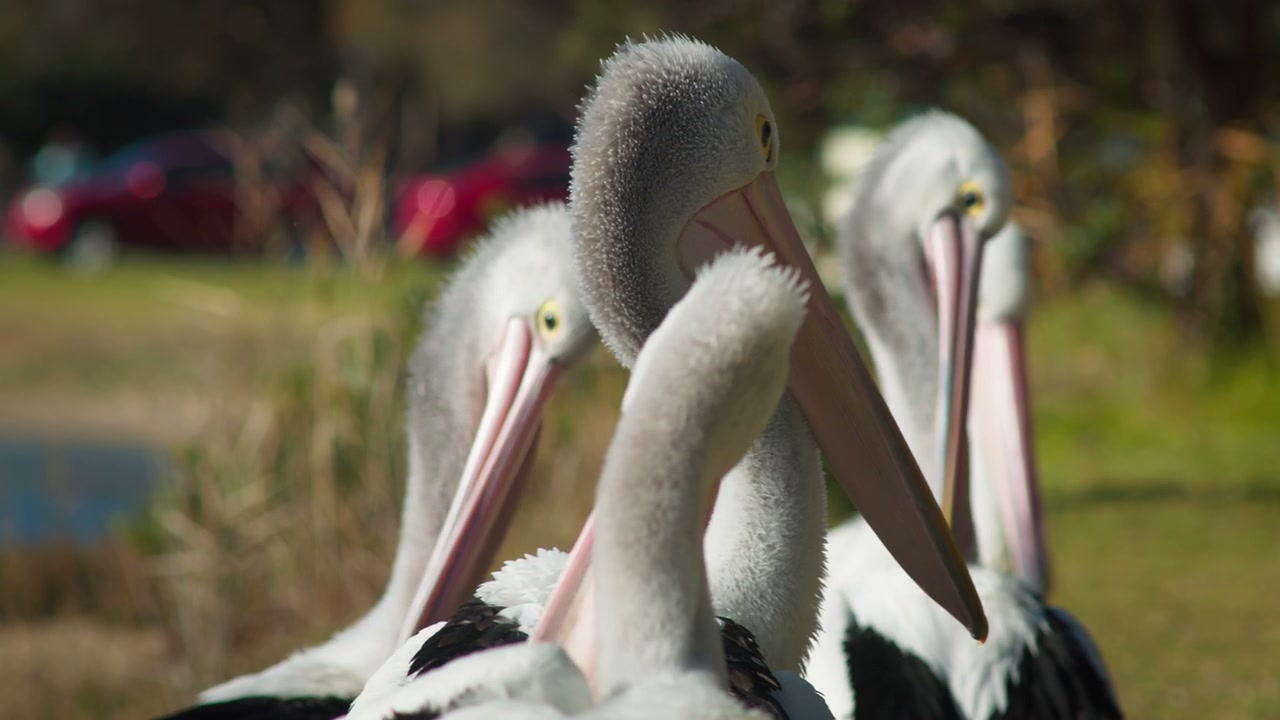 Pelicans Preening in Sunlight