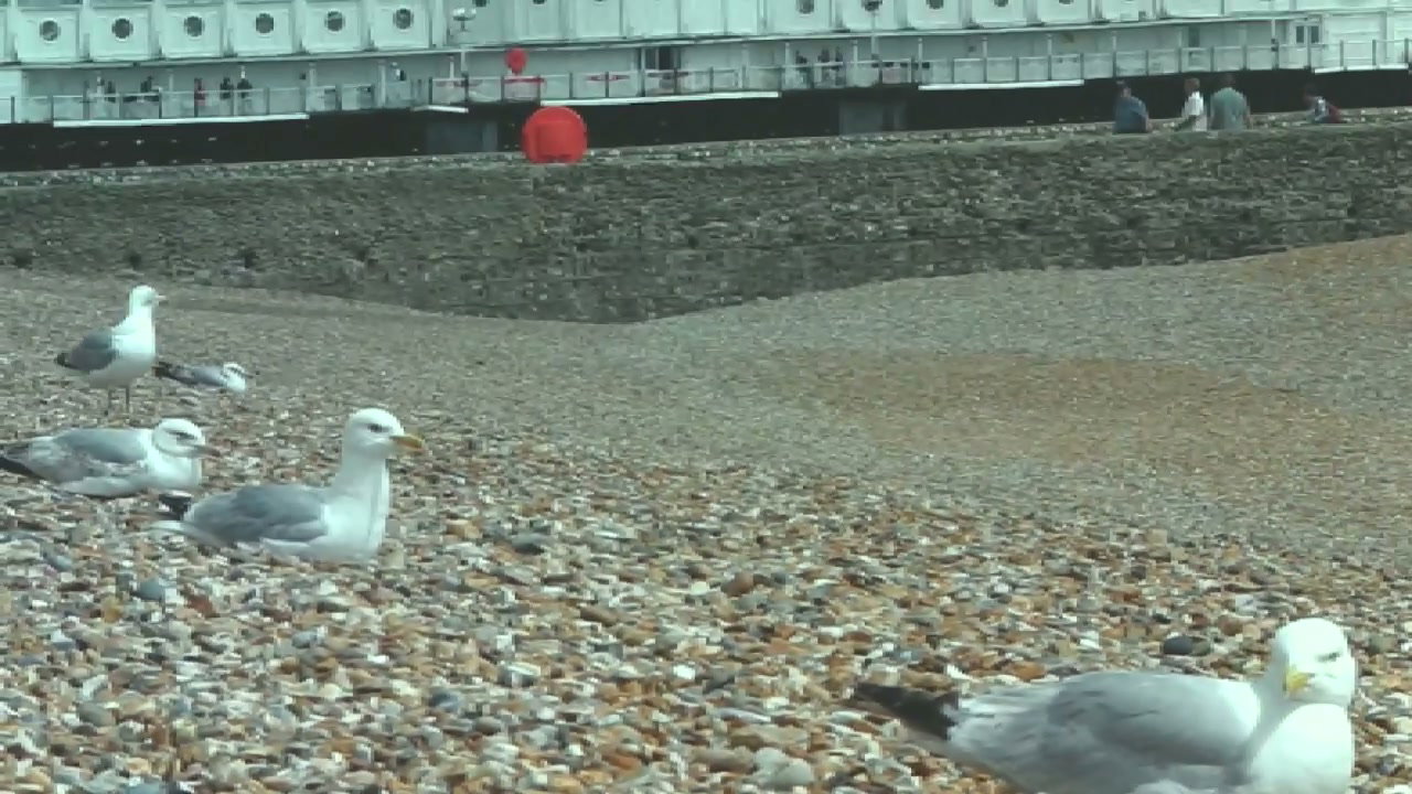 video preview