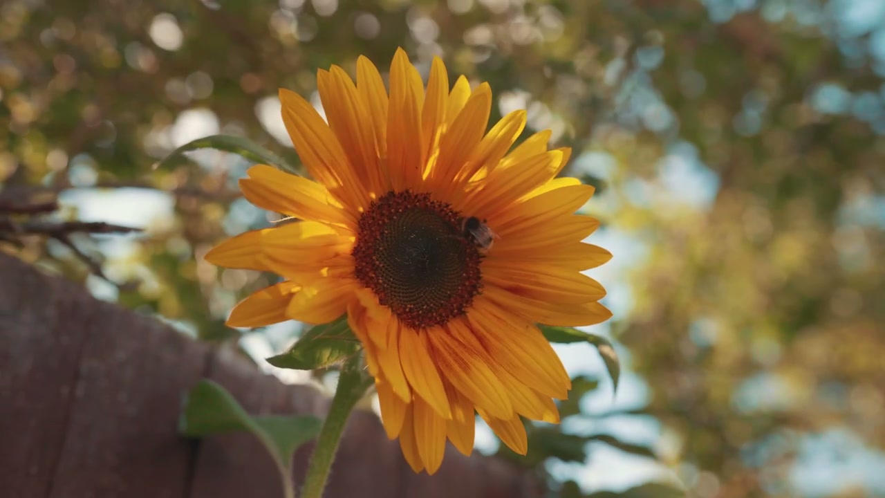 video preview