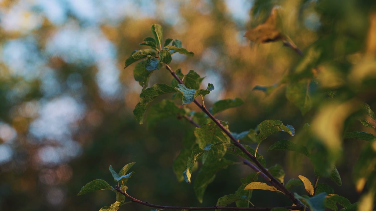 video preview