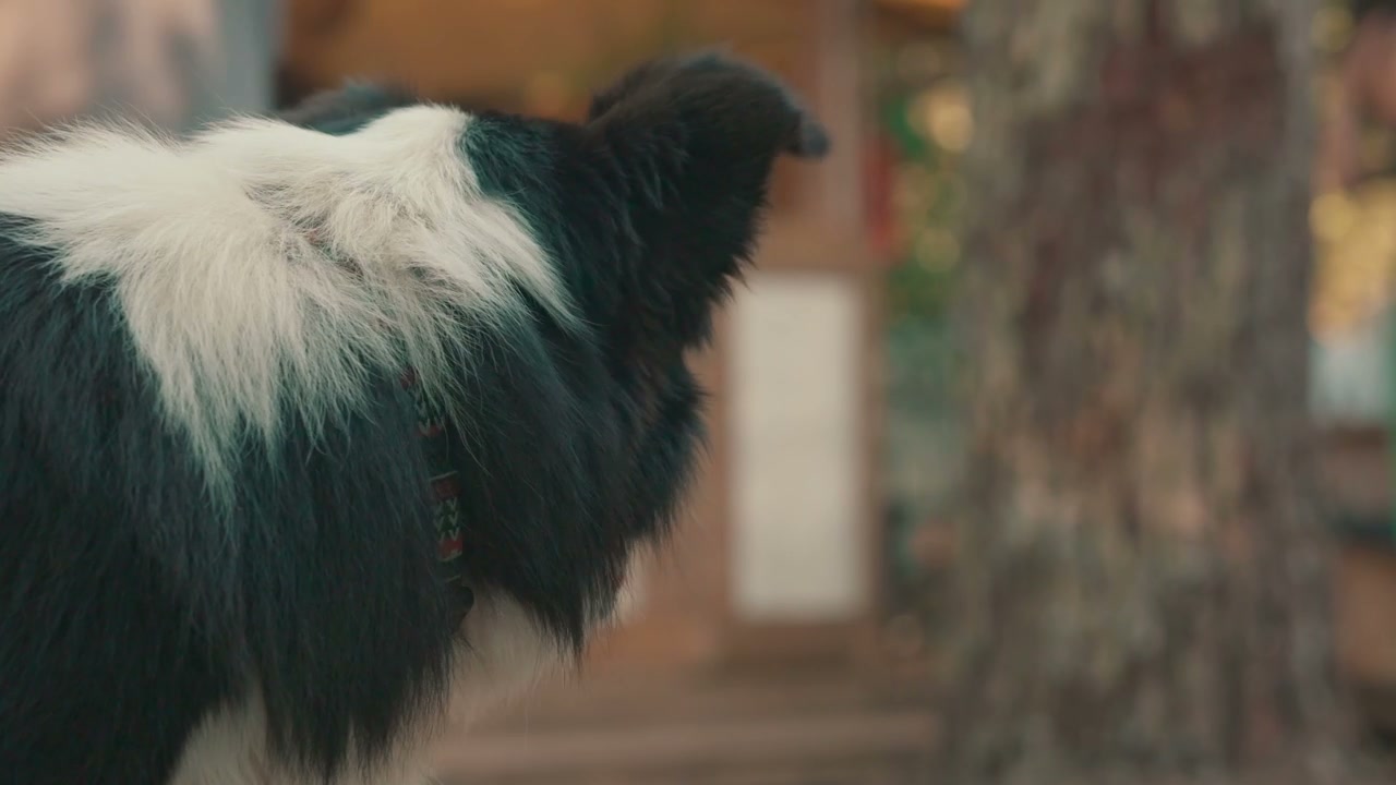 Border Collie Dog Panting