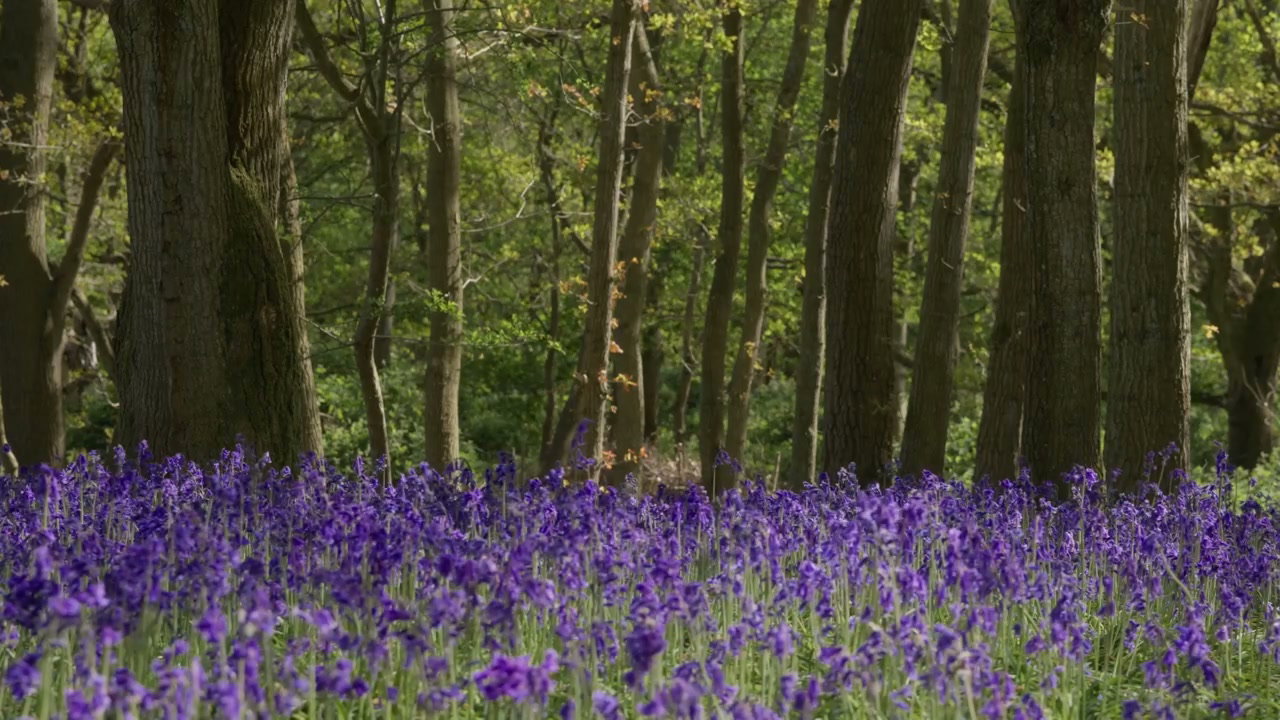 Spring Bluebells in Woodland Forest