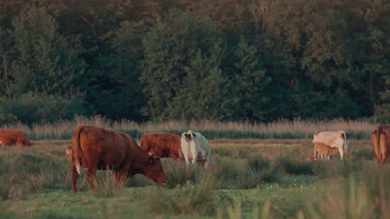 Cattle Grazing in Grassy Meadow at Sunset