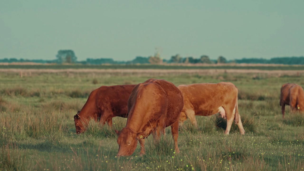 Brown Cows Grazing in a Meadow Field