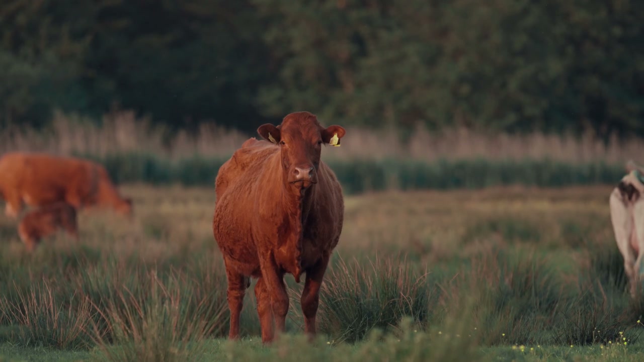 Brown Cow in a Farm Meadow Field