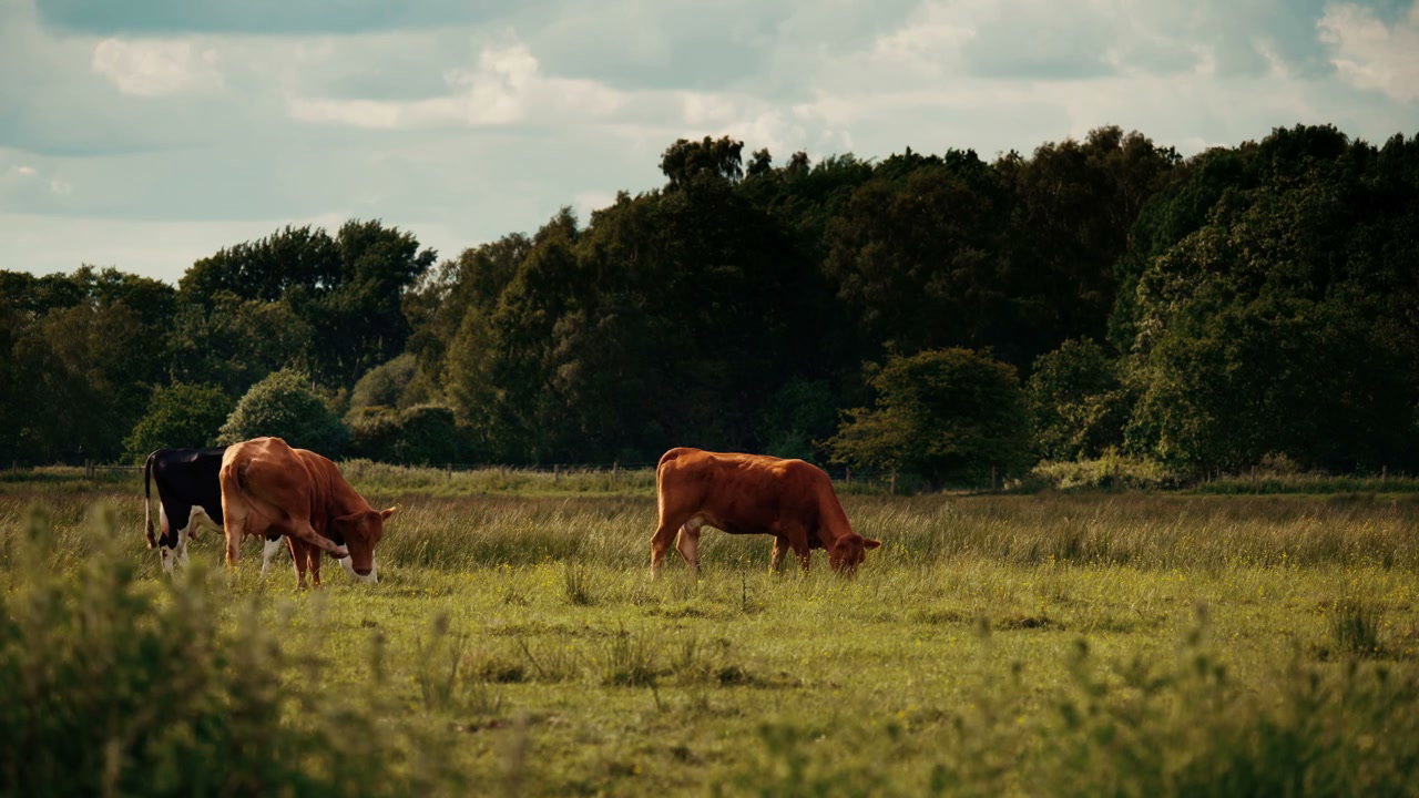 Cows Grazing in Green Pasture