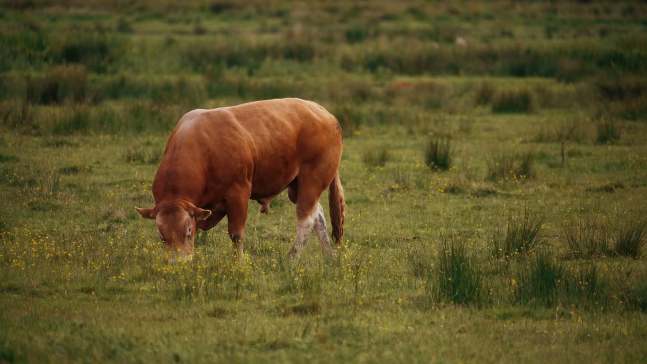 Brown Bull Grazing in Green Field