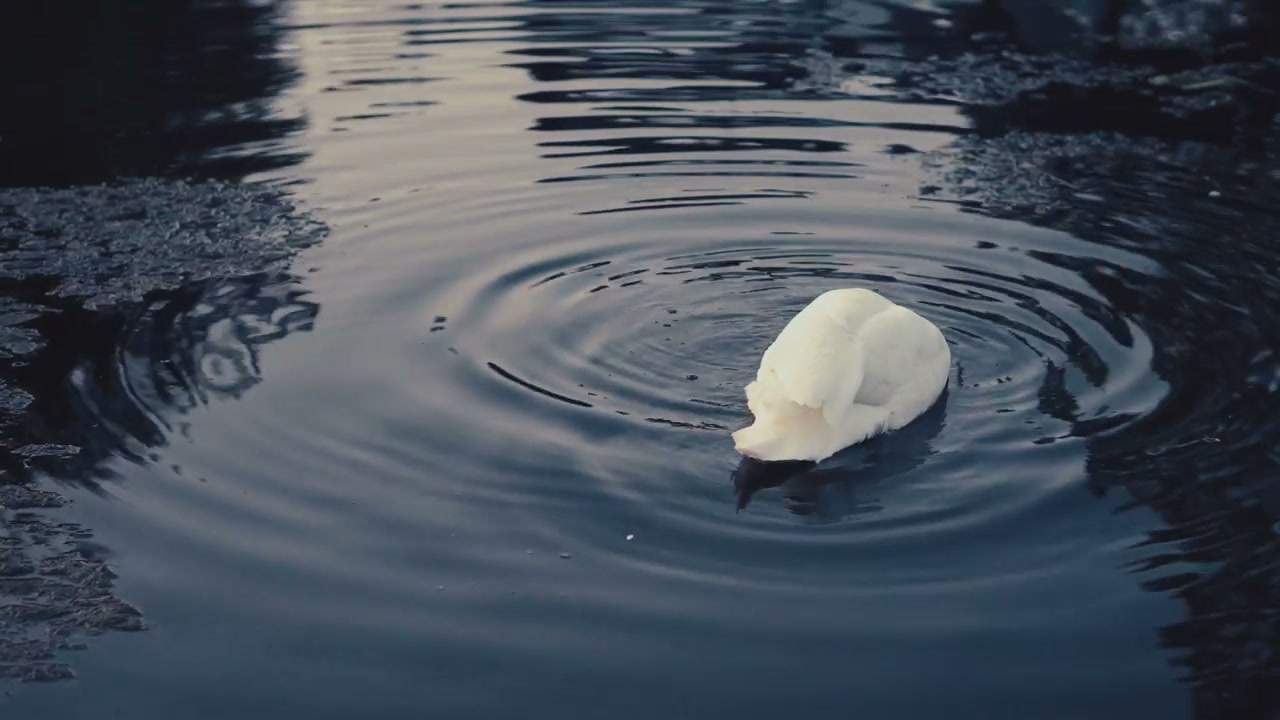 Swan Feeding in a Lake During Evening