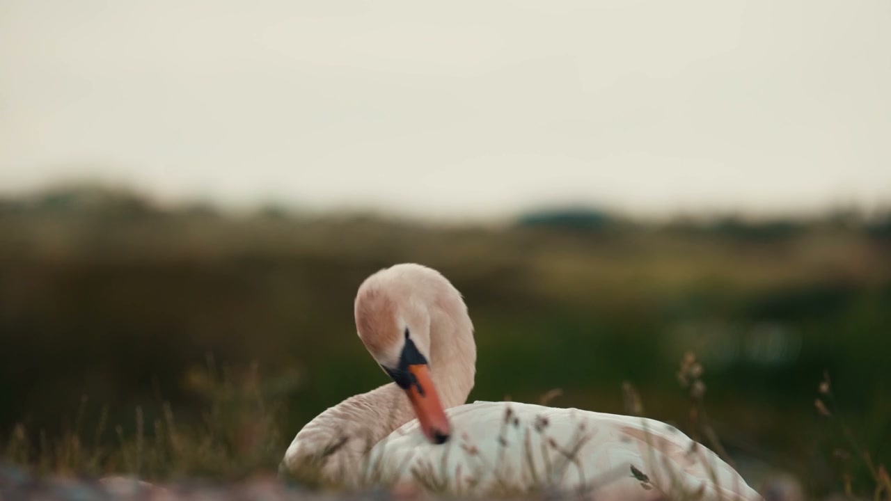 White Swan Preening Feathers in Grass