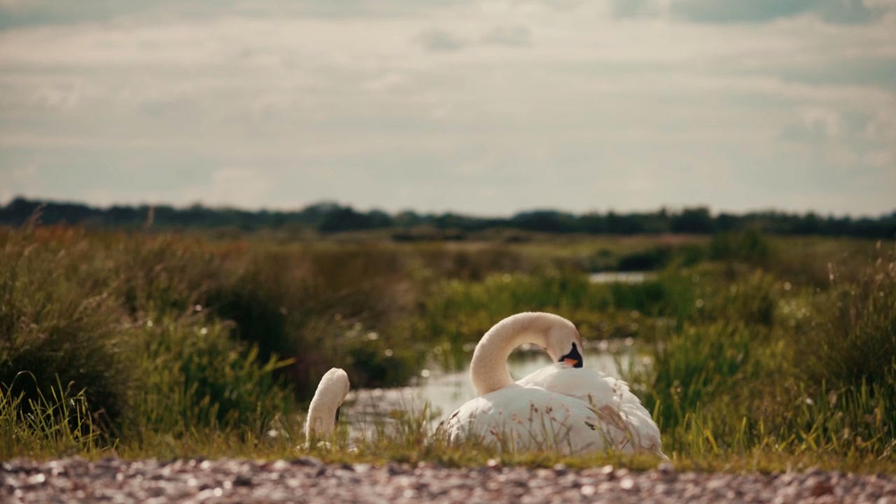 White Swans Grooming in Wetlands