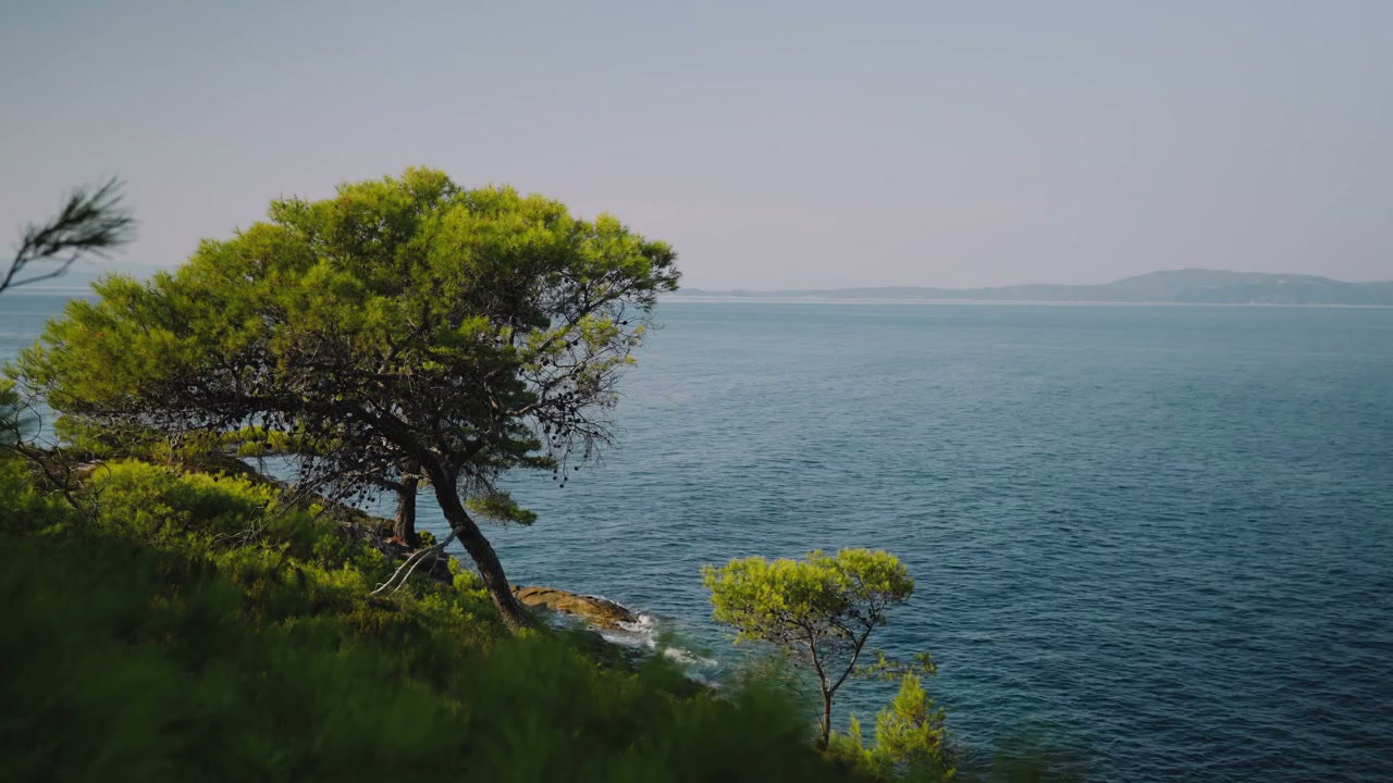 Scenic Coastline with Pine Trees Over Blue Sea