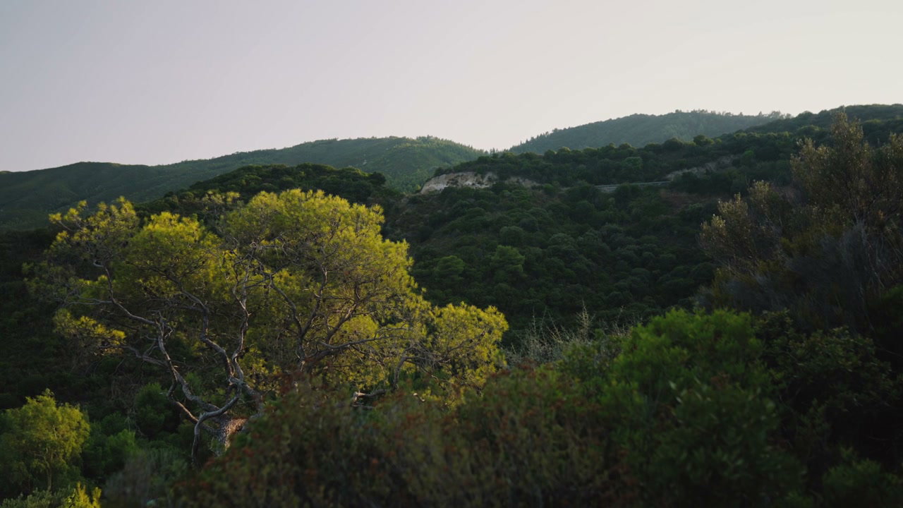 Golden Hour Light on Lush Forested Mountains