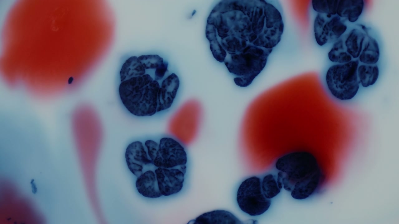 Microscopic Organisms in Fluid Reaction
