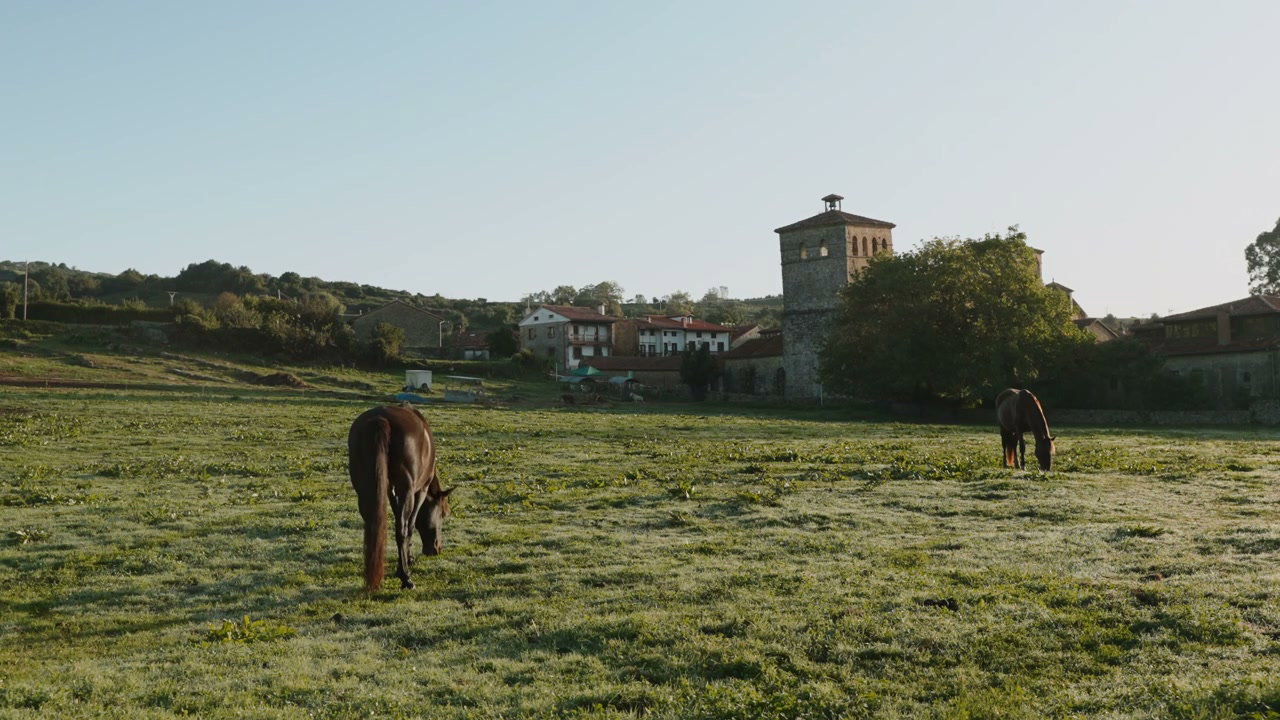 Horses Grazing in Northern Spain Field