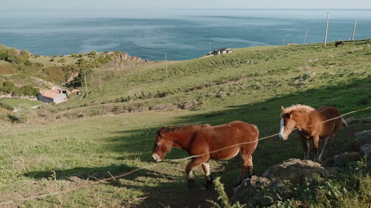 Horses on Green Hillside by Northern Spain Coast
