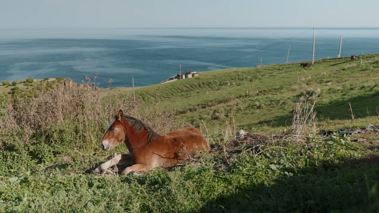 Young Horse Resting on Green Hillside by Ocean