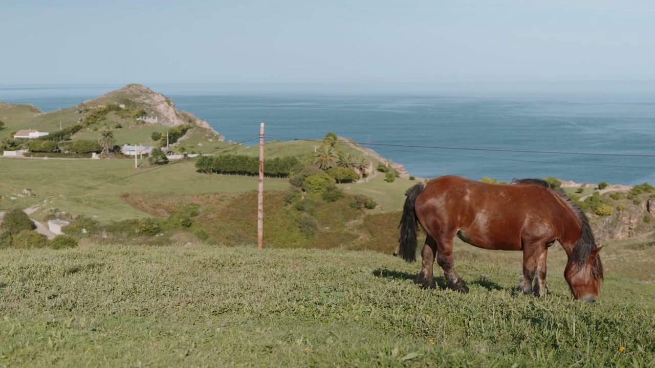 Horse Grazing in Northern Spain Coastal Pasture