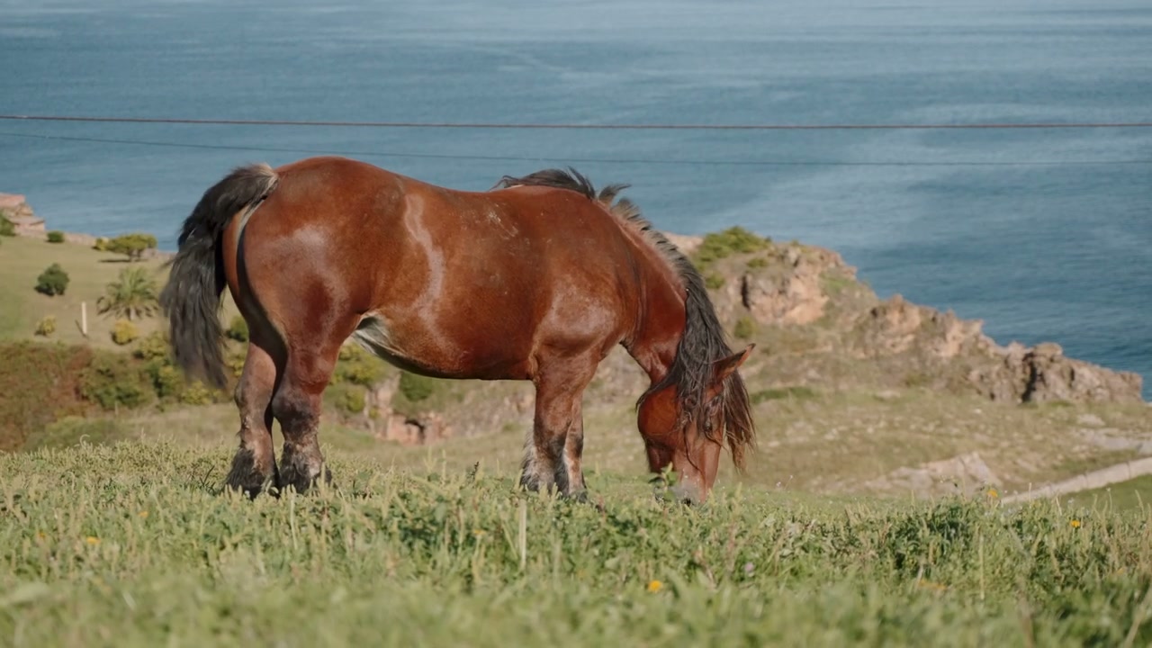 Horse Grazing by Ocean in Northern Spain