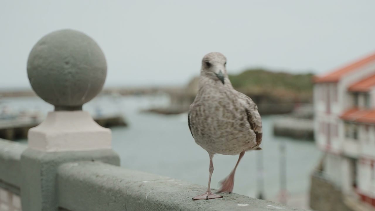 Seagull on Harbour Wall in Northern Spain