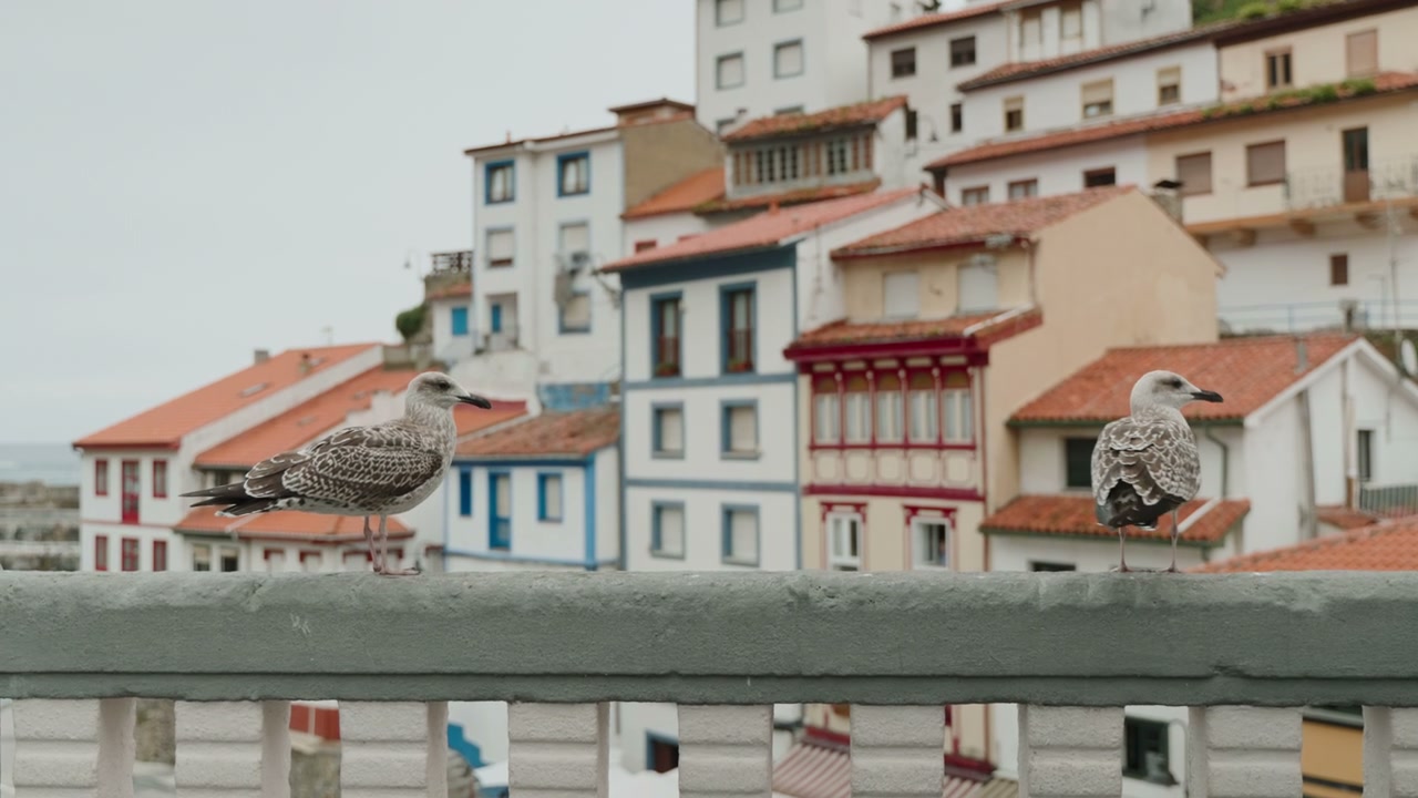 Seagulls on Railing, Northern Spain Village