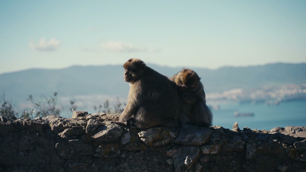 Macaque Monkeys Grooming on Gibraltar