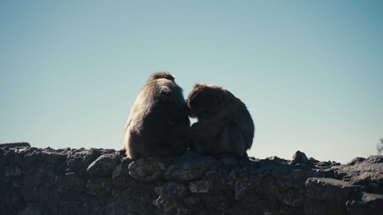 Barbary Macaques Grooming on Gibraltar
