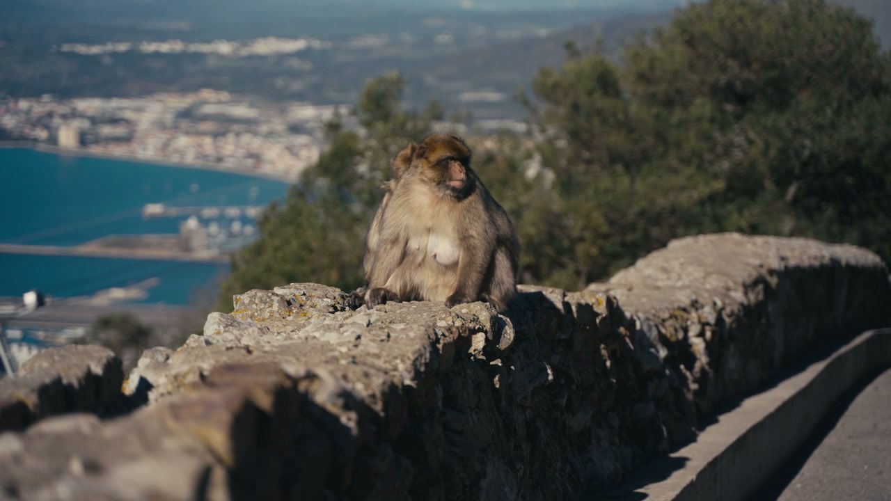 Barbary Macaque Sitting on Wall in Gibraltar