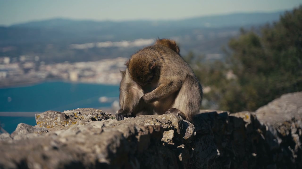 Barbary Macaques Grooming on Gibraltar