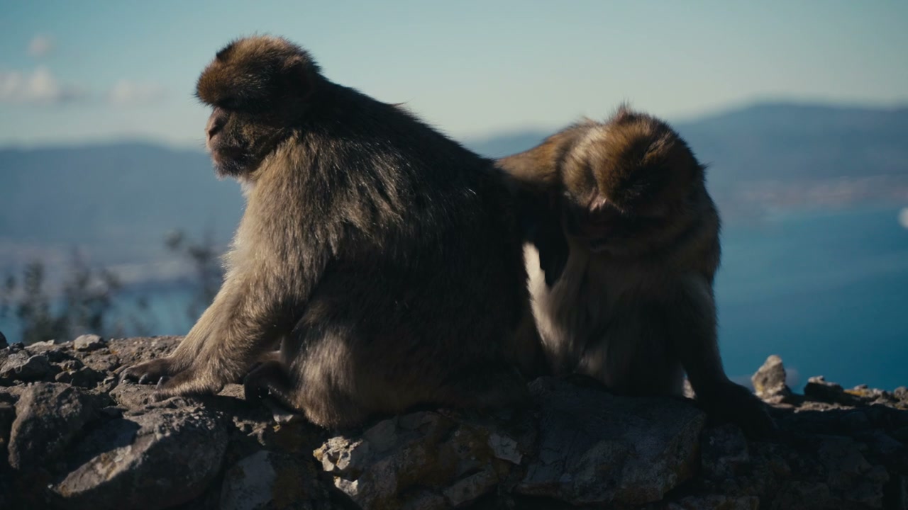 Macaques Grooming on Gibraltar Rock