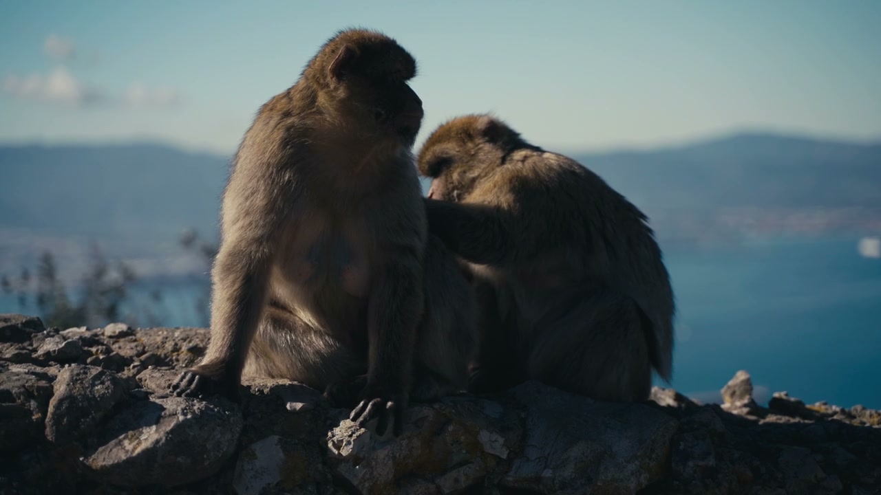 Barbary Macaques Grooming on Gibraltar Rock
