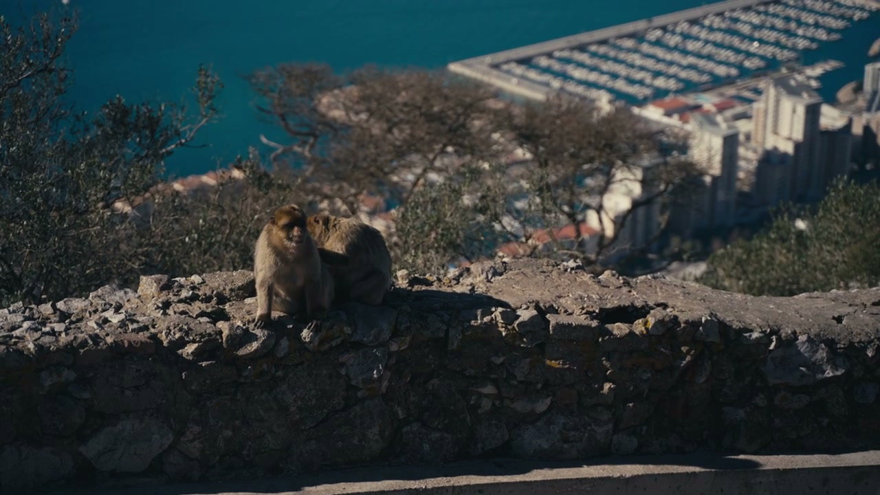 Two Barbary Macaques on Rock of Gibraltar