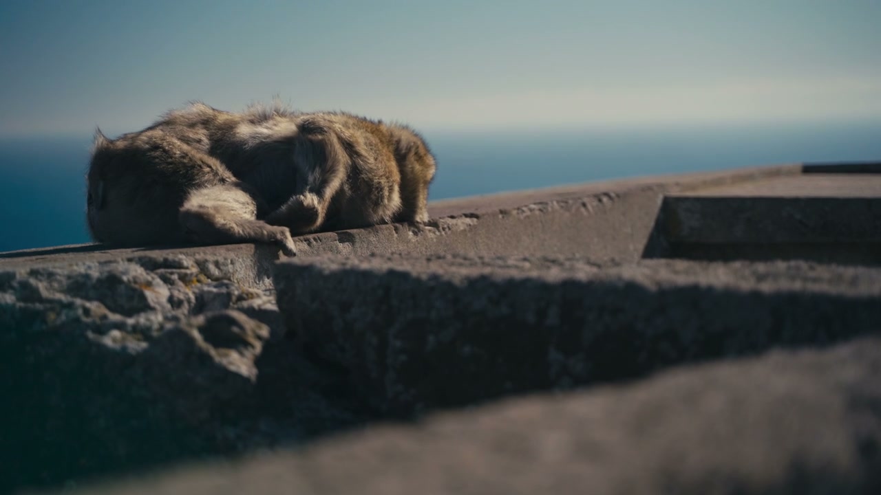 Sleeping Barbary Macaque in Gibraltar