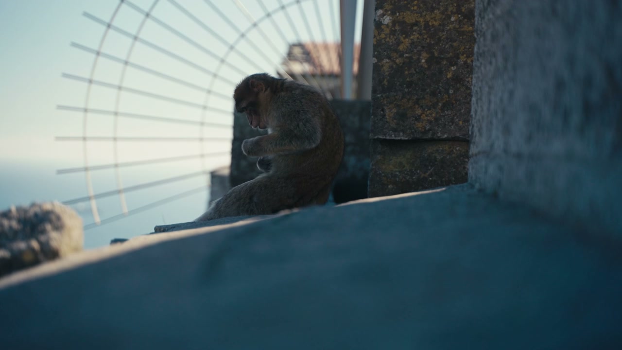 Macaque Monkey Grooming on Gibraltar Rock