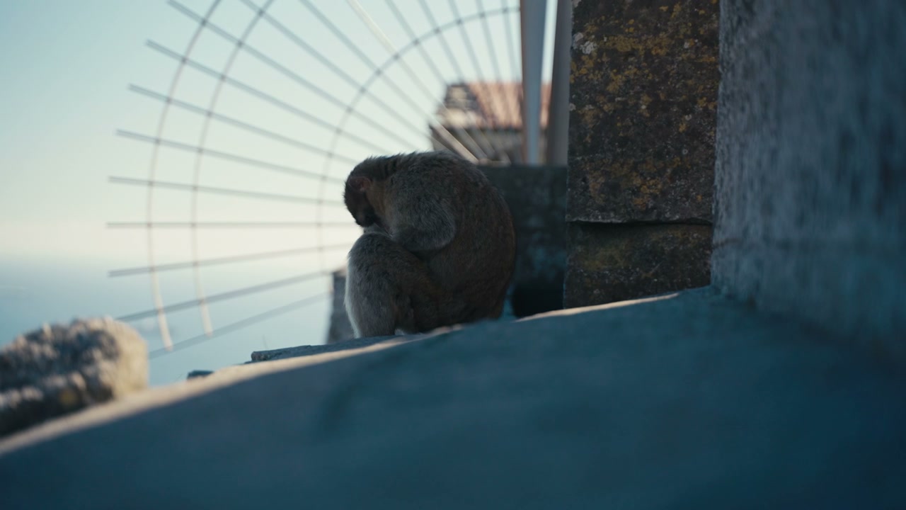 Barbary Macaque Sitting on Stone Wall in Gibraltar