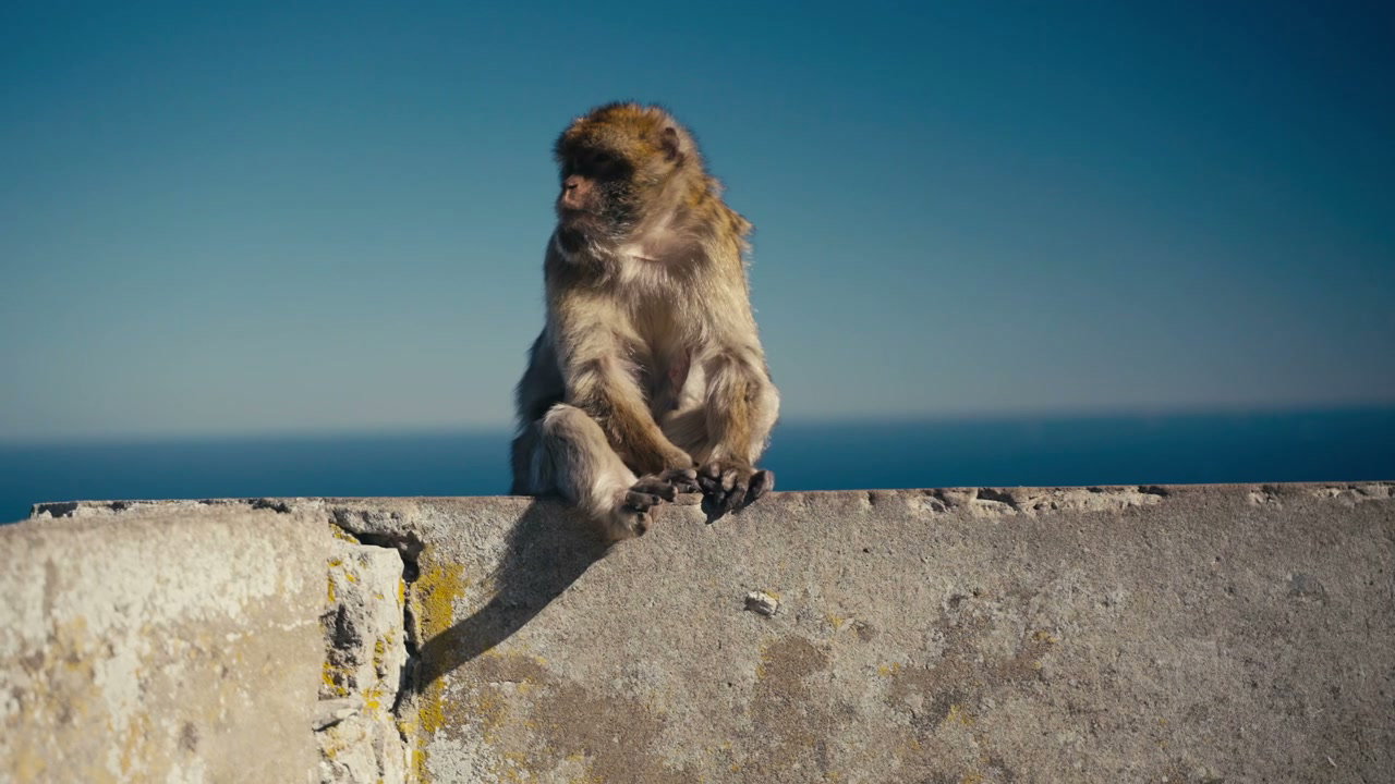 Barbary Macaque Sitting on Wall in Gibraltar