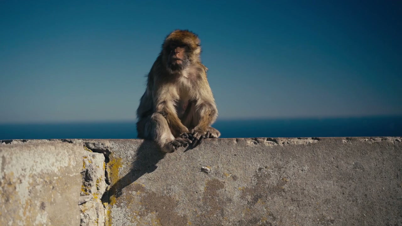 Monkey Sitting On Wall In Gibraltar