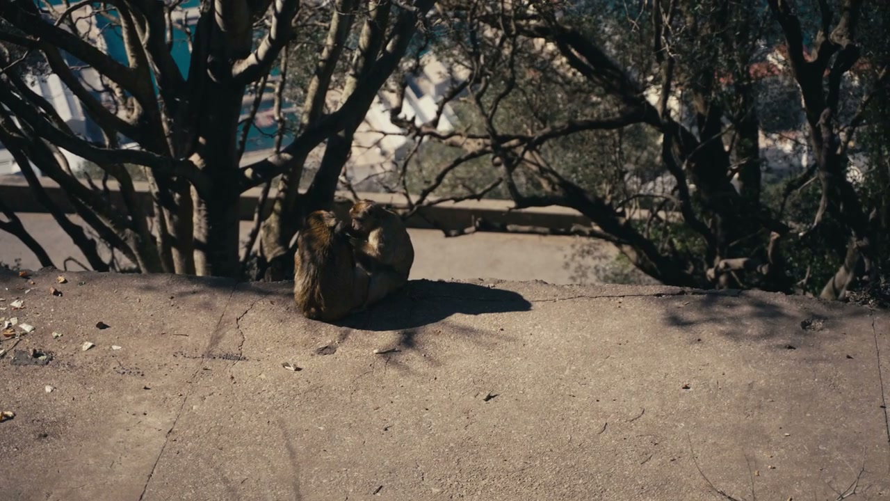 Barbary Macaques Grooming in Gibraltar