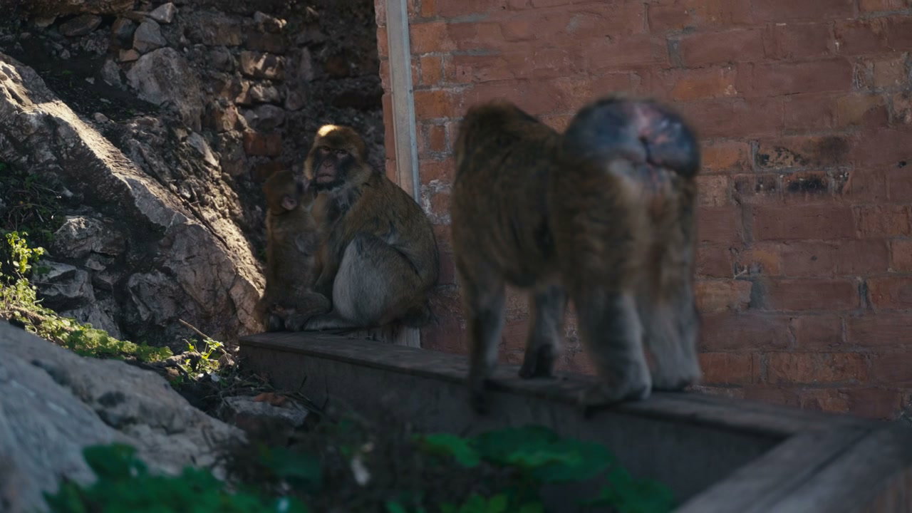 Barbary Macaques Grooming on Gibraltar