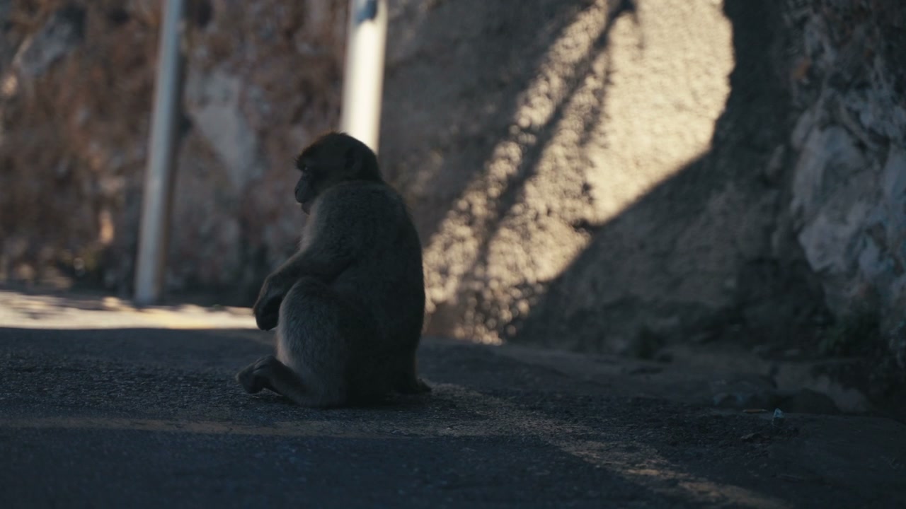 Barbary Macaque Walking on Road in Gibraltar