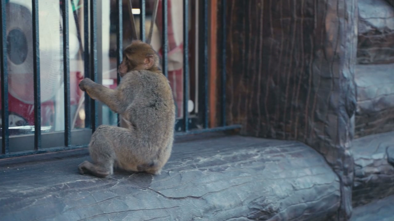 Barbary Macaque Eating Biscuit in Gibraltar