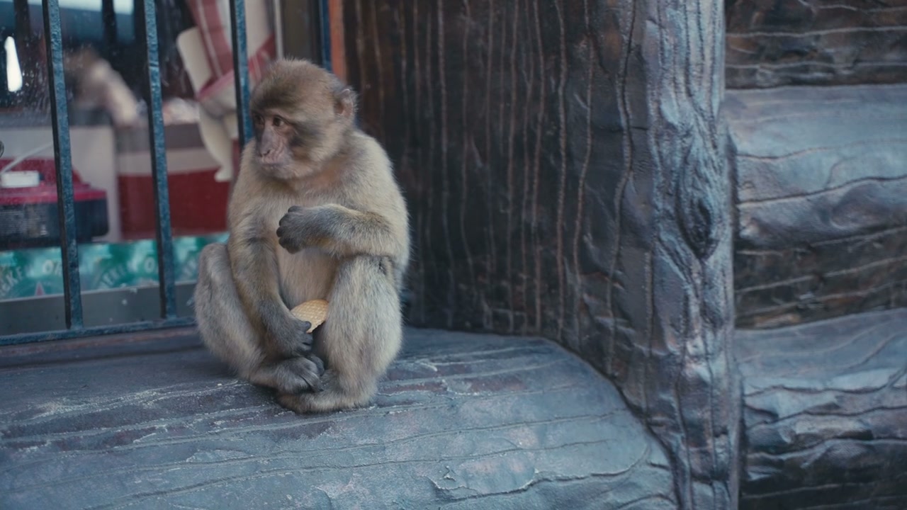 Barbary Macaque Eating Biscuit in Gibraltar